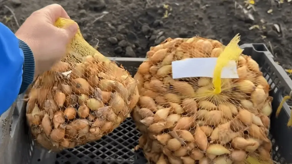 5 důvodů, proč už nikdy nevyhodíte síťku od cibule