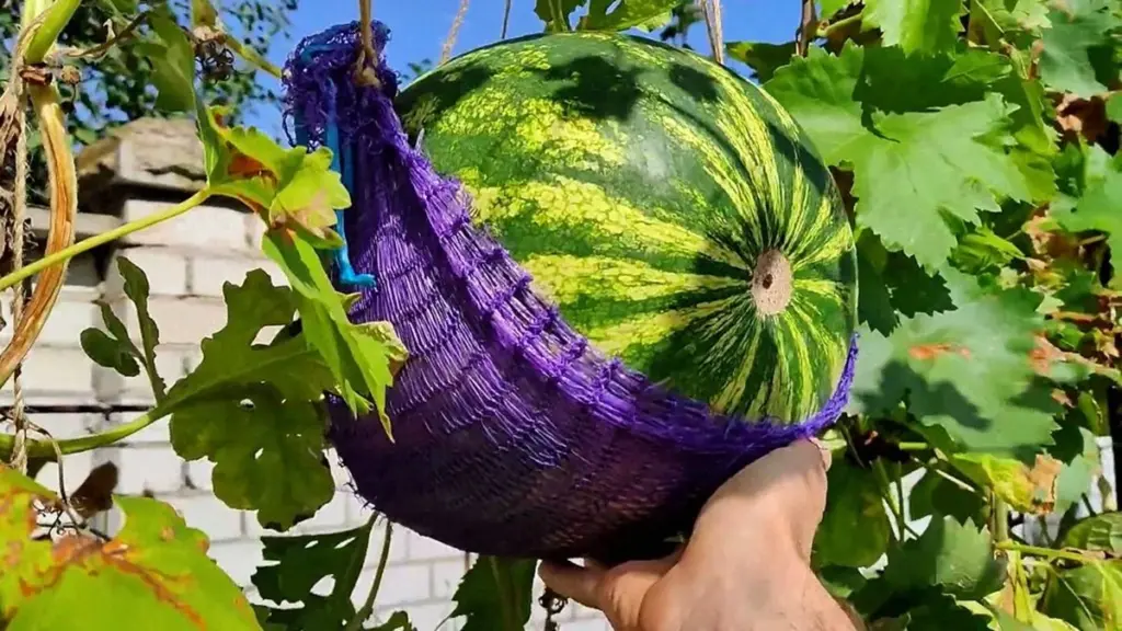 Ankstyvi arbūzai? To není náhoda, ale 10 let vyvíjená metoda
