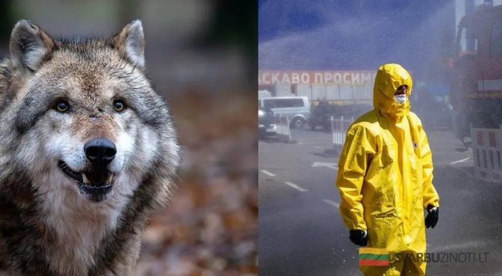 Černobilští vlci: Mutanti odolní proti rakovině, kteří by mohli zachránit lidstvo