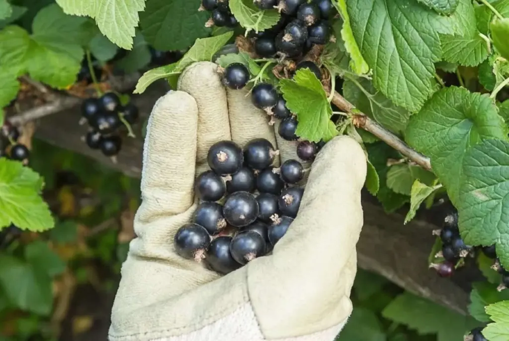 Jedna jarní péče promění obyčejný rybíz ve sladký sen