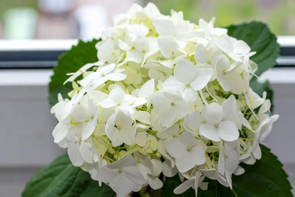Kvetoucí hydrangea: trik pro nádherné letní květy, který zná každý zkušený zahradník