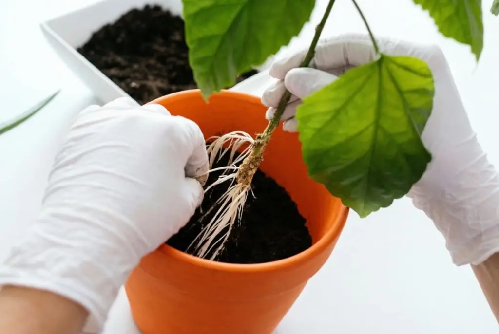 Listy aloe vera: tajná zbraň pro rychlejší zakořeňování bez hniloby