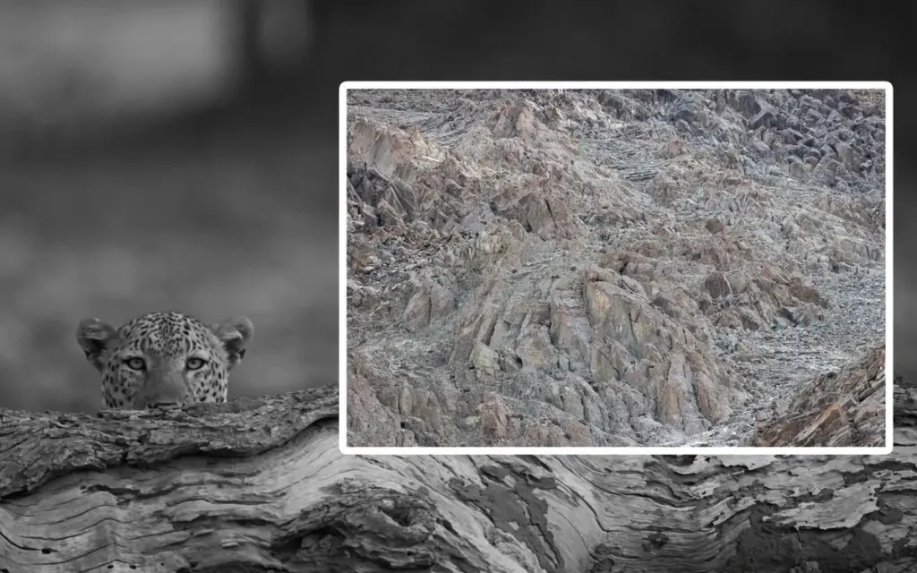 Najdete sněžného leoparda na této fotce do 10 sekund? Jen orlí zrak uspěje