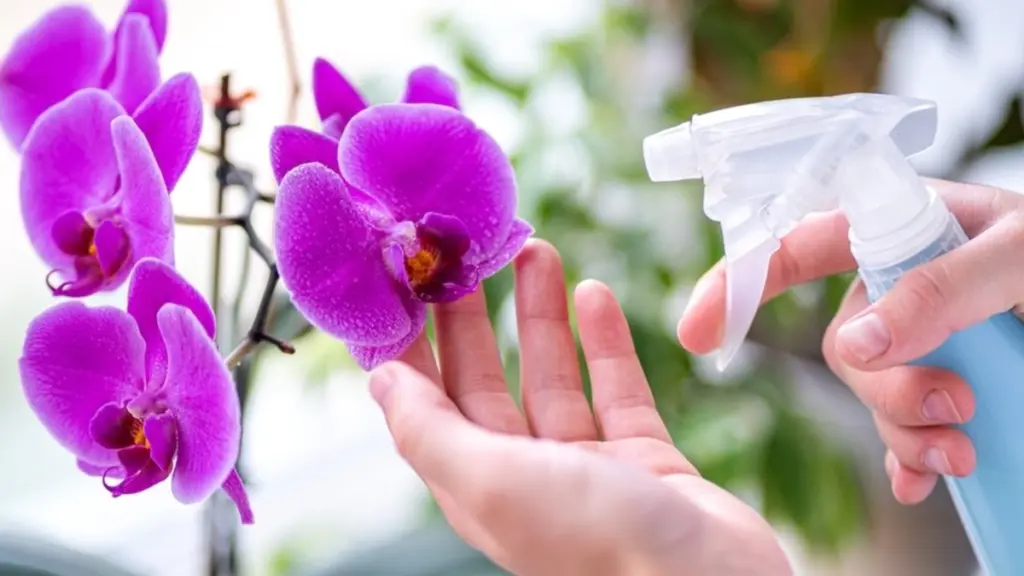Orchidej doma: více než jen květina, ale klíč k harmonii a prosperitě