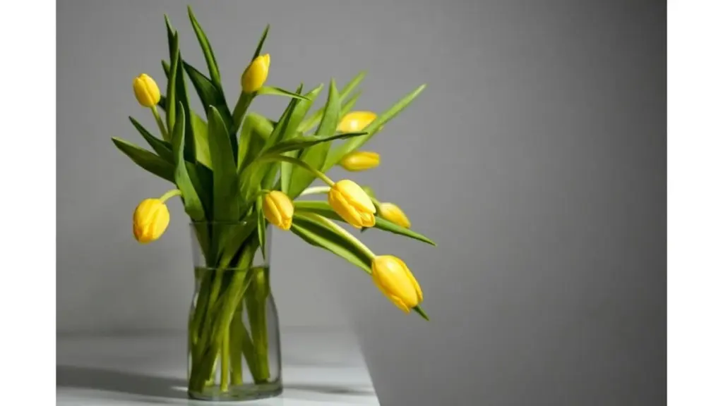Prodloužíte život tulipánů ve váze trojnásobně: Trik zkušených