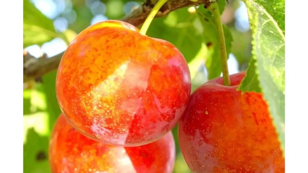 Švestko-meruňkový hybrid: 50 kg ovoce i v krutých mrazech – nejlepší volba pro vaši zahradu