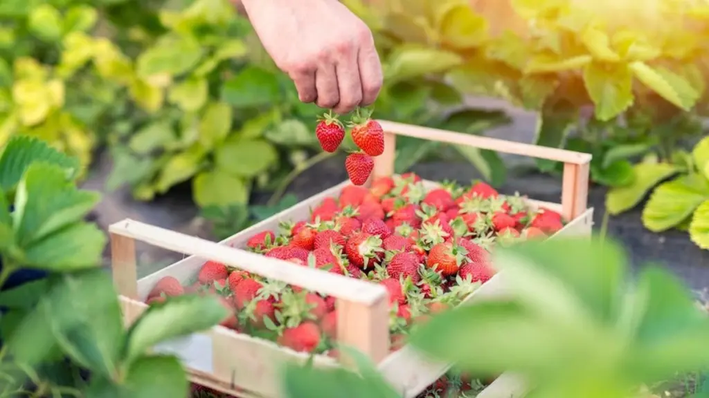 Brašková sklizeň se rok od roku zmenšovala. Pak farmář prozradil trik a teď mám 3x více plodů