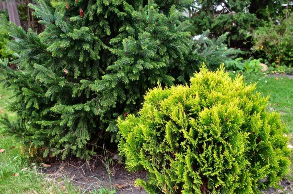 Jednou zasaďte – obdivujte 100 let: buxus, jedle a smrk pro pohodlné zahradníky