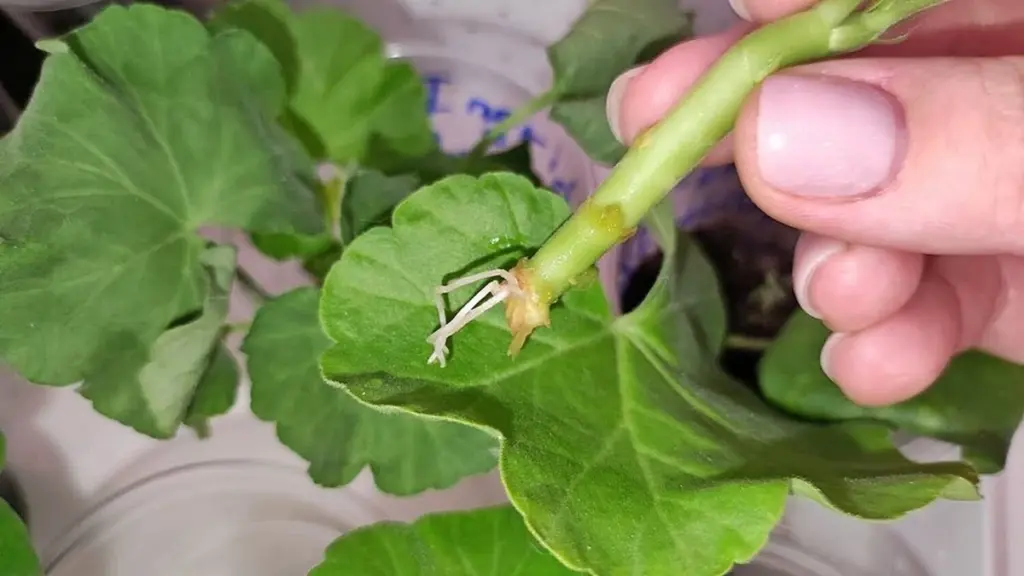 Pelargonie se v tomto nečekaném materiálu nehnijí. Zázračná metoda se objeví po 4 dnech.