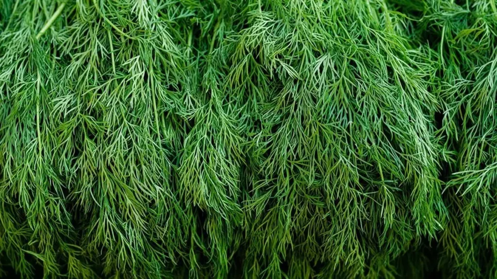 Po 7 dnech s koprem přestal nafouklý žaludek – tajná přísada v jednom lžičce