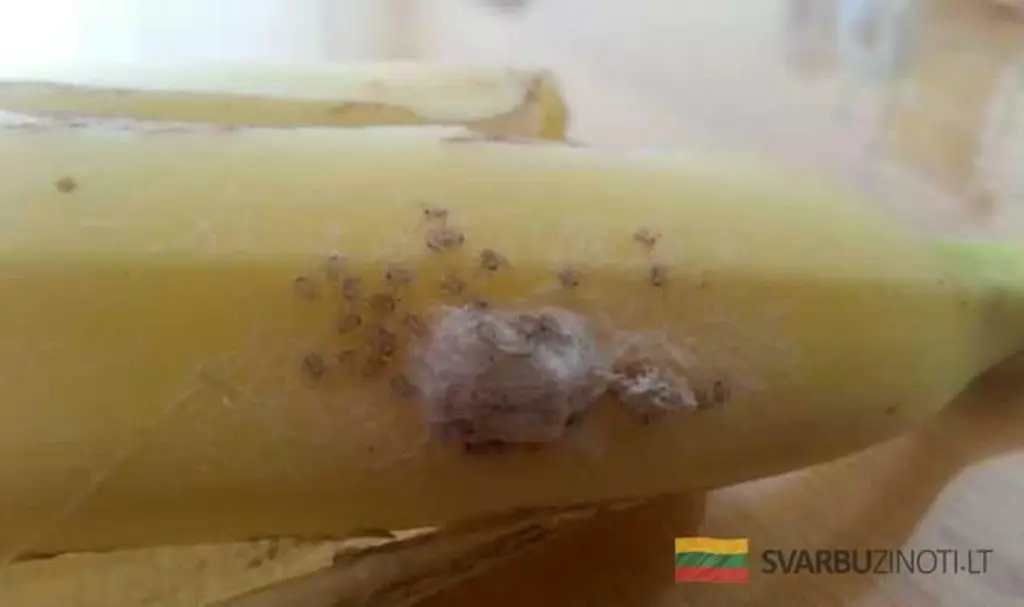 Pořiďte si banán s tímto nečekaným znakem – může být poslední, co si dáte!