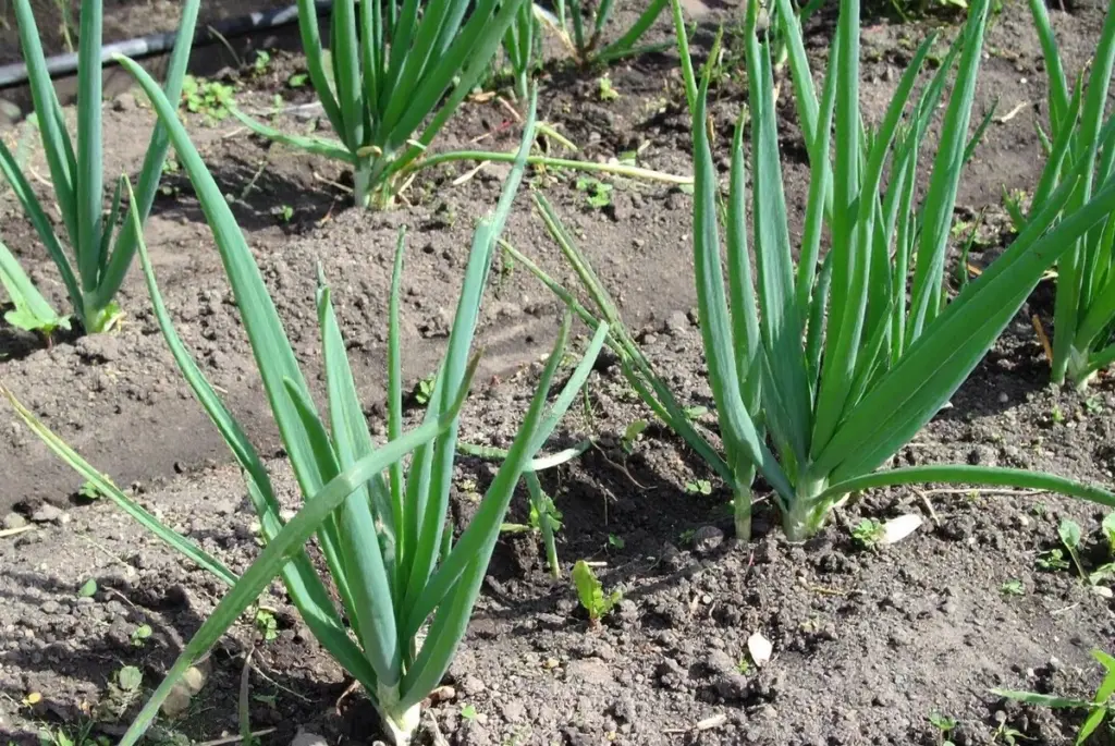 Proč cibulový перó nežloutne: jediná jarní výživa, kterou používají zkušení zahradníci