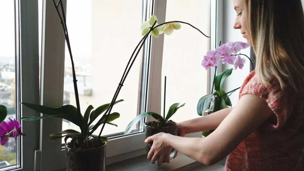 Proč vaše orchidej hladoví: Floristka prozradila tajemství, které změní všechno