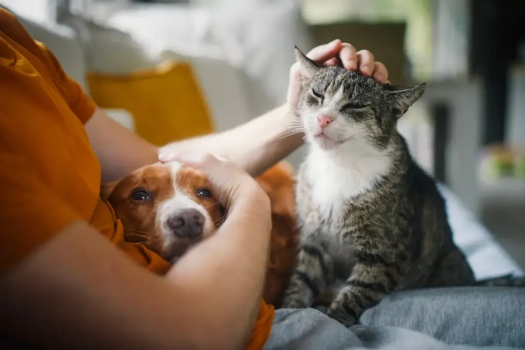 Prozrazeno: Jak vaše kočka ví, že se brzy vrátíte domů (není to magie!)