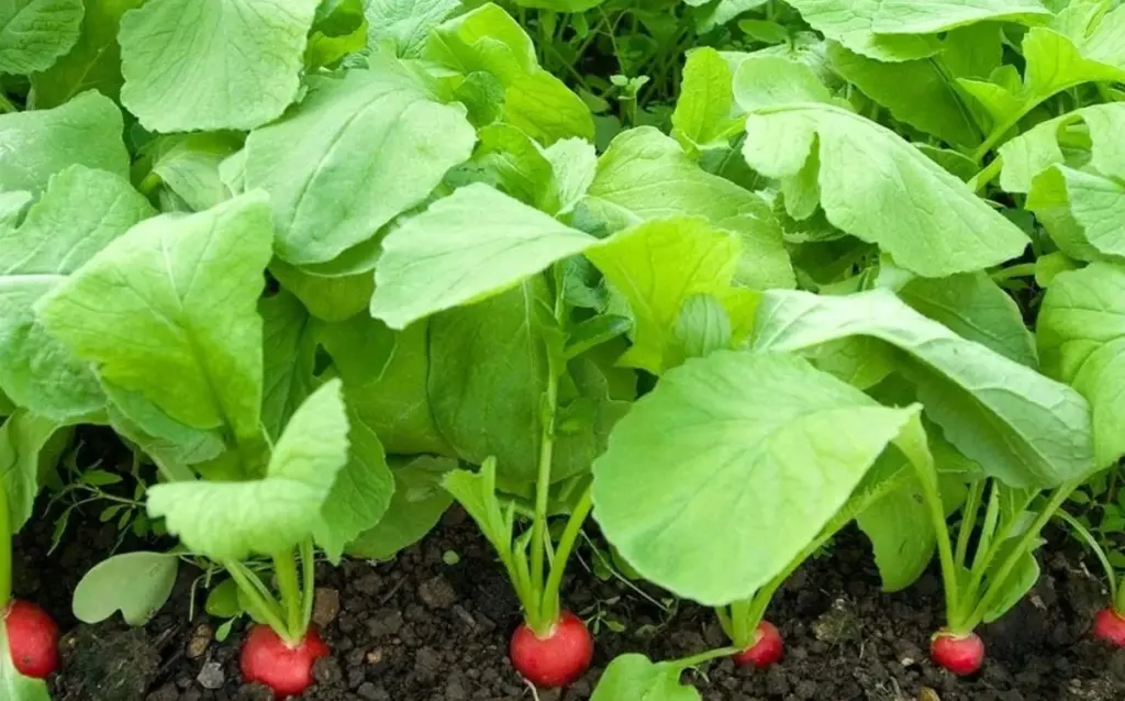 Tři triky agronoma pro velkou, šťavnatou ředkvičku bez hořkosti